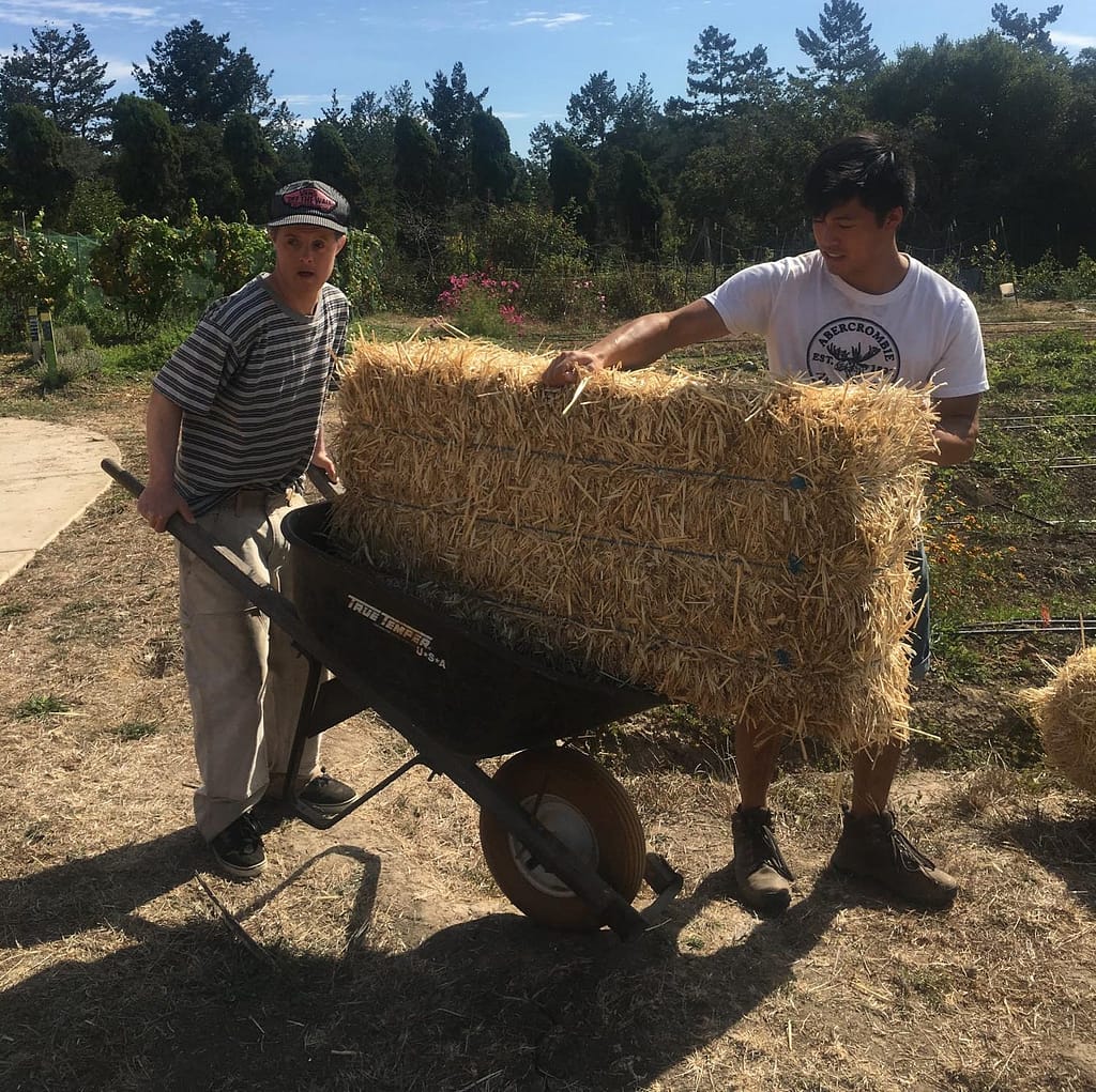 two men are moving a large hay bail with a wheelbarrow